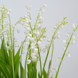 Ландыши в керамическом кашпо