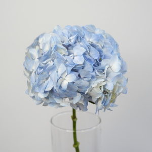 Гортензия Колумбия, голубая, 3 штуки для вазы