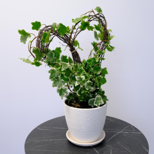 Плющ (Хедера) на каркасе "Сердце"