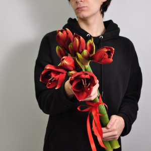 Амариллис, 3 штучки