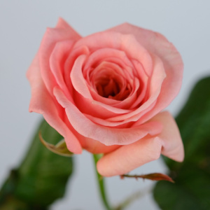 Роза пионовидная персиковая, Россия 60 см