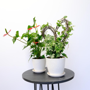 Антуриум и плющ в сете «Счастье в дом» (два комнатных растения) в кашпо