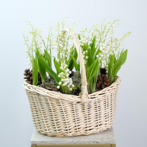 Весенние ЛАНДЫШИ в корзине, 49 шт, (Премиум мини-садик)