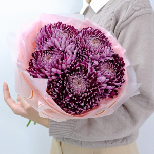 Сезонные хризантемы Бигуди - оттенок винный, 5 штучек