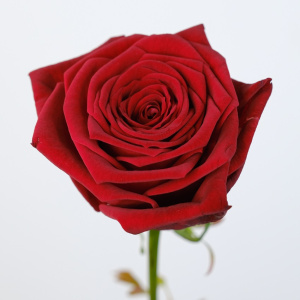 Роза Красная, Россия 60 см 7 штук