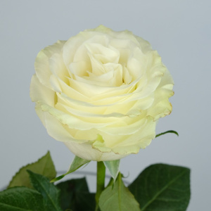 Роза Эквадор, сорт Мондиаль 60 см