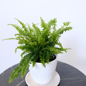 Комнатное растение Нефролепис (папоротник) в стильном кашпо