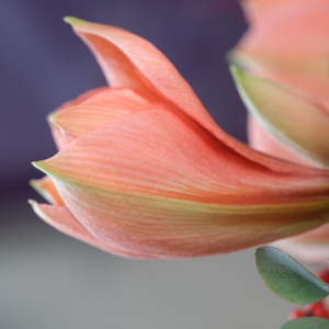 Персиковые амариллисы, илекс и розы в невероятной композиции