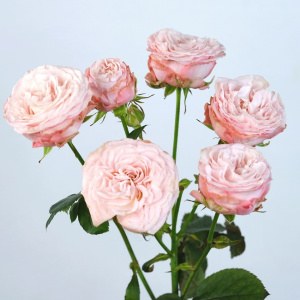 Роза кустовая пионовидная, Бомбастик 50 см, 3 ветки