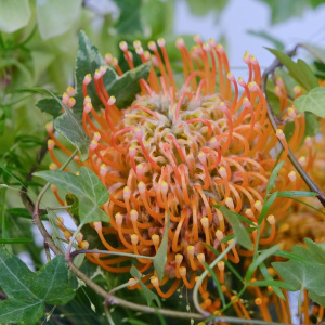 Экзотическая композиция для интерьера в стеклянной вазе: моллюцелла, нутан и антирринум