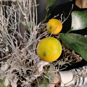 Уже собран! Снежный лимон в горшке