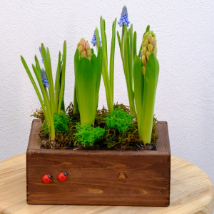 Садик с первоцветами: гиацинты и мускари в деревянном ящичке