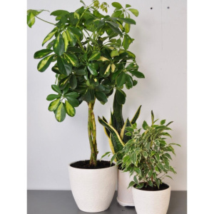 Сет комнатных растений: шефлера, фикус бенджамина и сансиеверия в кашпо