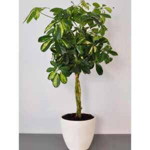 Сет комнатных растений для декора дома: фикус бенджамина и  шефлера в кашпо