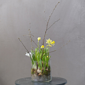 Луковичные крокусы и нарциссы в стеклянной вазе