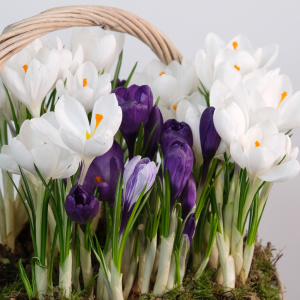 Садик с первоцветами в корзинке: крокусы