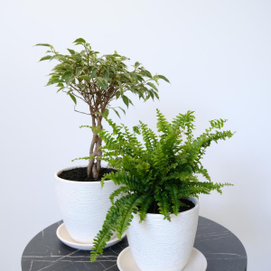 Фикус Бенджамина и нефролепис в сете "Зелёные друзья" (два комнатных растения) в кашпо