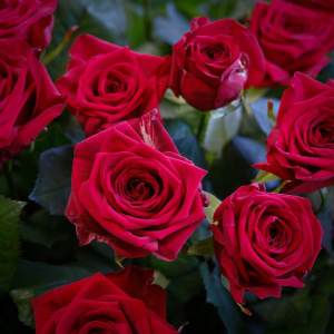 Букет гигант: красные ароматные розы в коробке, 111 штук