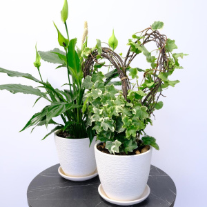 Спатифиллум и плющ в сете «Счастье в дом» (два комнатных растения) в кашпо