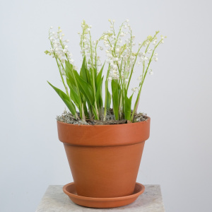 Ландыши в керамическом кашпо